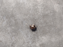 Aegithus quadrinotatus