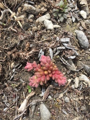 Sedum atratum