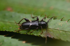 Phymatodes vulneratus