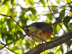 Turdus rufopalliatus