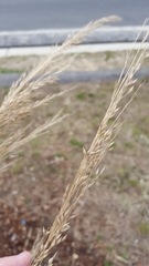 Panicum amarum amarulum