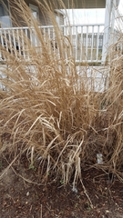 Panicum amarum amarulum