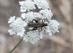 Oedemera atrata