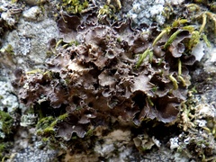 Nephroma tangeriense