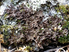 Nephroma tangeriense