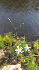 Stellaria palustris