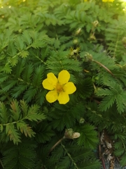 Argentina anserina