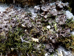 Nephroma tangeriense