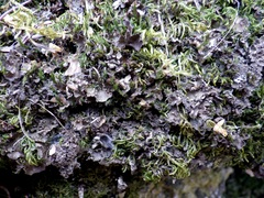 Nephroma tangeriense