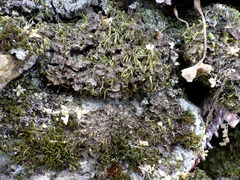 Nephroma tangeriense