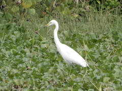 Ardea intermedia