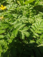 Argentina anserina