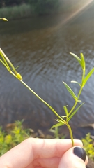 Stellaria palustris