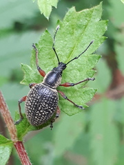Otiorhynchus coecus