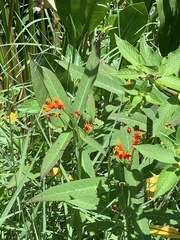 Asclepias curassavica image