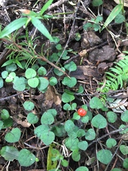 Nertera dichondrifolia