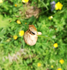 Carpocoris melanocerus