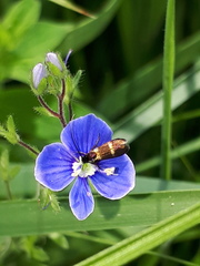 Cauchas fibulella