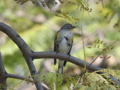 Setophaga coronata