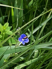 Cauchas fibulella