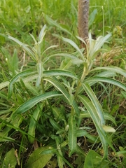 Hippophae rhamnoides