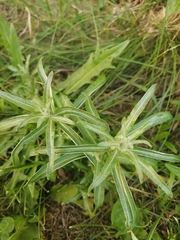 Hippophae rhamnoides