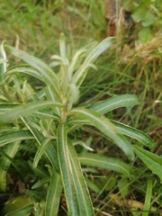 Hippophae rhamnoides