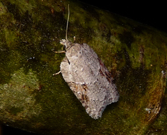 Acleris ptychogrammos