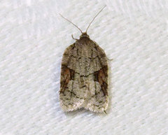Acleris ptychogrammos