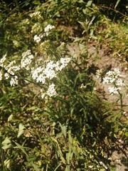 Achillea millefolium