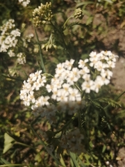 Achillea millefolium