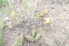 Opuntia polyacantha juniperina