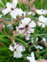 Microbotryum lychnidis-dioicae