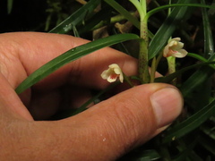 Maxillariinae