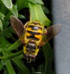Myathropa florea