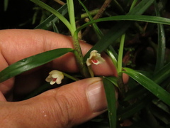 Maxillariinae