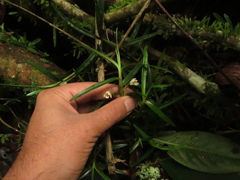 Maxillariinae