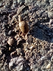 Trichalophus alternatus