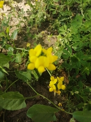 Lotus corniculatus