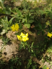 Lotus corniculatus