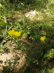 Lotus corniculatus