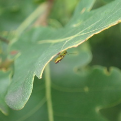 Malthinus seriepunctatus