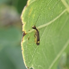 Malthinus seriepunctatus