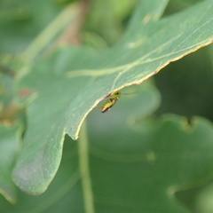 Malthinus seriepunctatus
