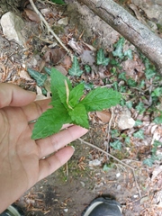 Eupatorium cannabinum