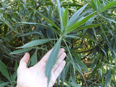 Echium virescens image