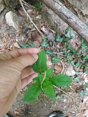 Eupatorium cannabinum