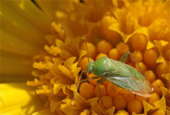 Taylorilygus apicalis