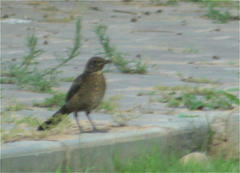 Turdus merula