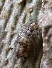 Psocus bipunctatus